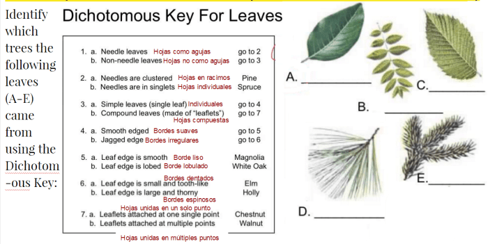 Dichotomous key worksheet answer key