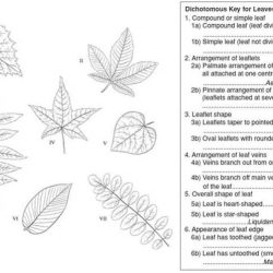 Dichotomous key worksheet answer key