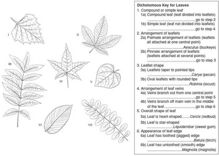 Dichotomous key worksheet answer key