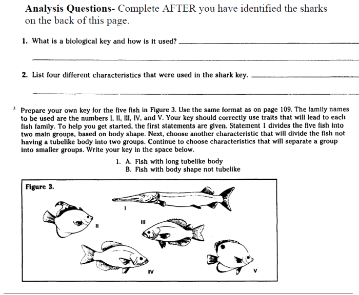 Dichotomous key worksheet answer key