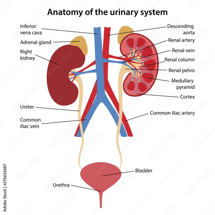 Correctly label the components of the urinary system