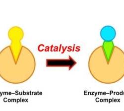 Enzymes enzimi enzyme funzionano enzima function biology serratura chiave fanno biological