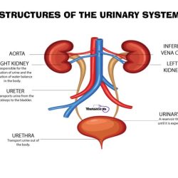 Urinary system label anatomy quiz answers