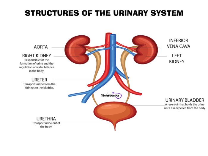 Urinary system label anatomy quiz answers