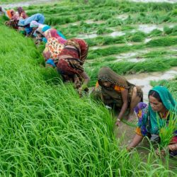 What type of population density dependence focuses on abiotic factors