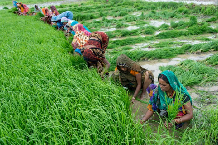 What type of population density dependence focuses on abiotic factors