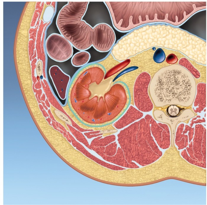 Urinary system structures urine visiblebody bladder male female urethra kidneys work blood comparison ureters filter they